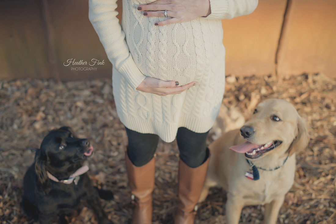 dogs looking at their mom's baby bump