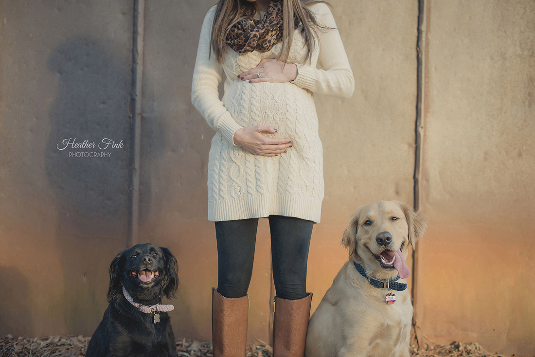 dogs with their pregnant mommy's belly