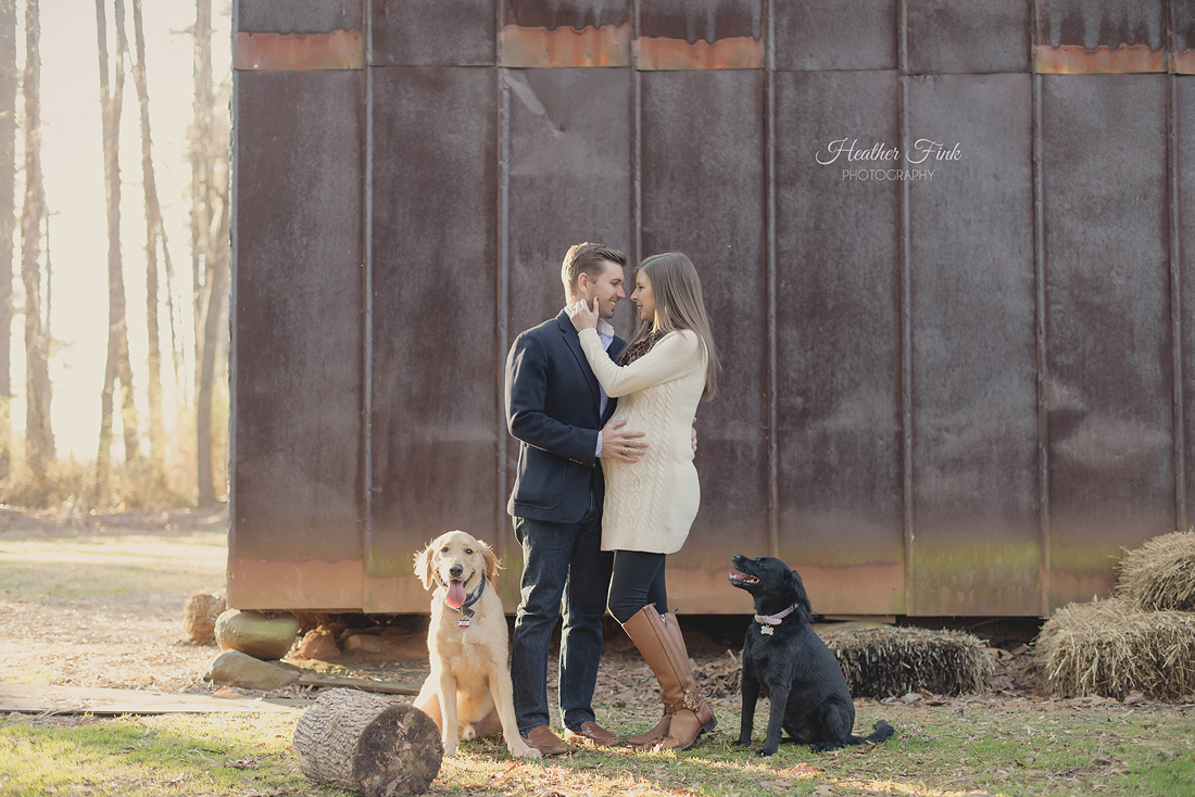 expecting couple by metal barn with dogs